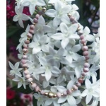 Pulsera artesanal de rodocrosita en plata de ley chapada en oro